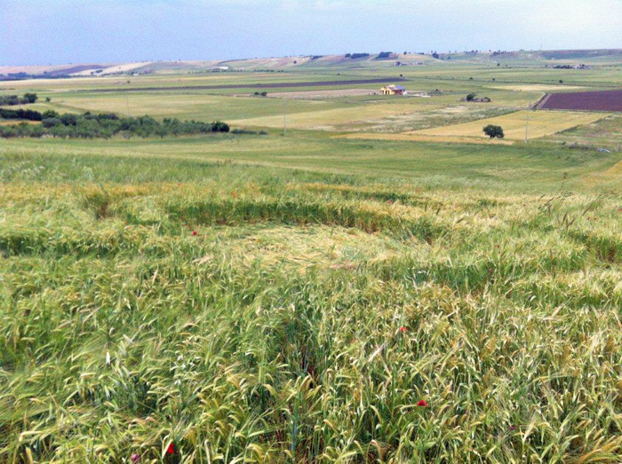 Palazzo, Italy crop circle, aerial photo 6