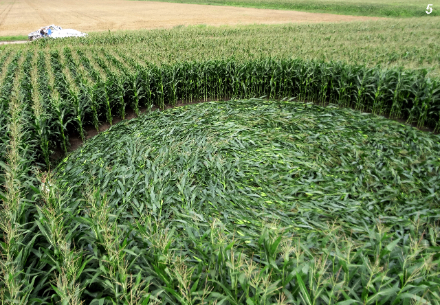 Crop Circle atPalinstraat, Netherlands crop circle, aerial photo 5