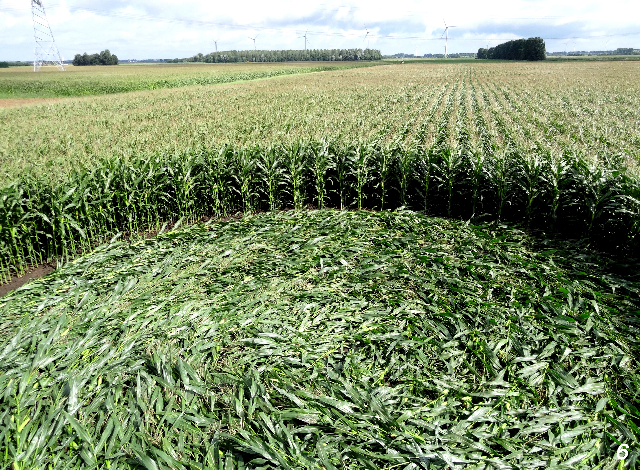 Crop Circle atPalinstraat, Netherlands crop circle, aerial photo 6