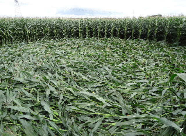 Crop Circle atPalinstraat, Netherlands crop circle, aerial photo 7