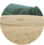 Rohozná-Osek, Czech Republic crop circle, aerial photo 8