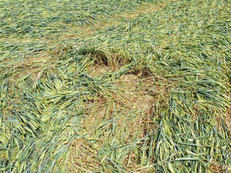 Rozseč nad Kunštátem, Czech Republic crop circle, aerial photo 23