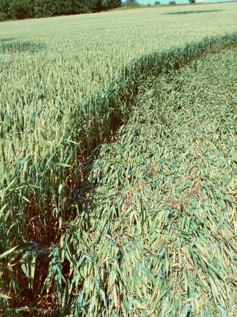 Rozseč nad Kunštátem, Czech Republic crop circle, aerial photo 27
