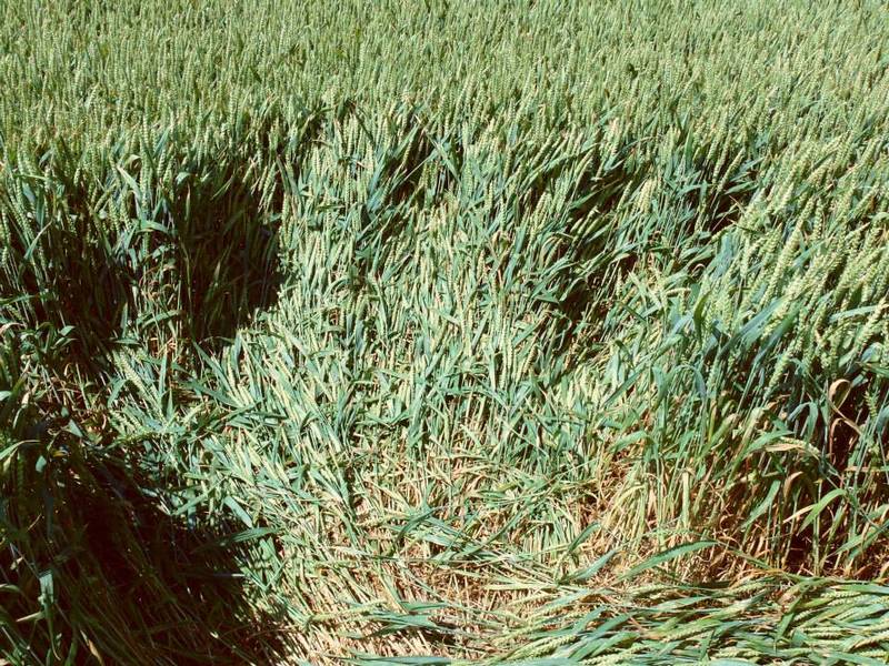 Rozseč nad Kunštátem, Czech Republic crop circle, aerial photo 35