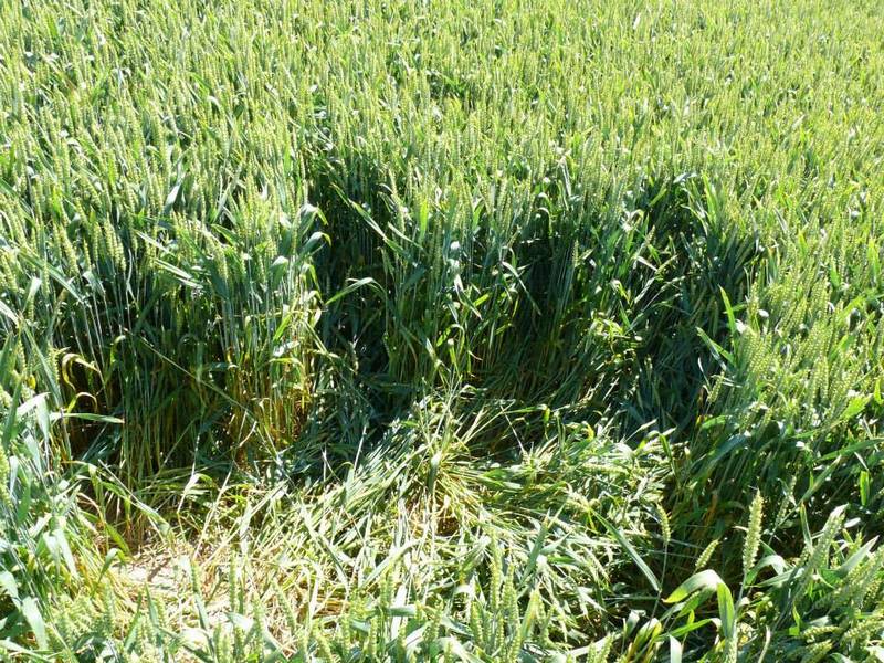 Rozseč nad Kunštátem, Czech Republic crop circle, aerial photo 32