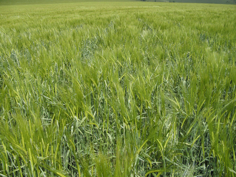 Stanton St Bernard, Wiltshire crop circle, aerial photo 23