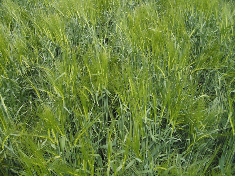 Stanton St Bernard, Wiltshire crop circle, aerial photo 24
