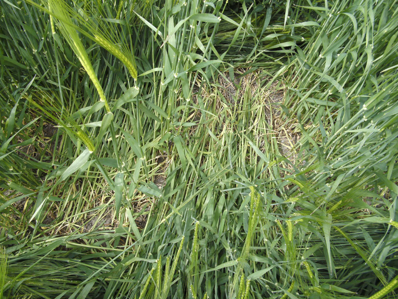 Stanton St Bernard, Wiltshire crop circle, aerial photo 25