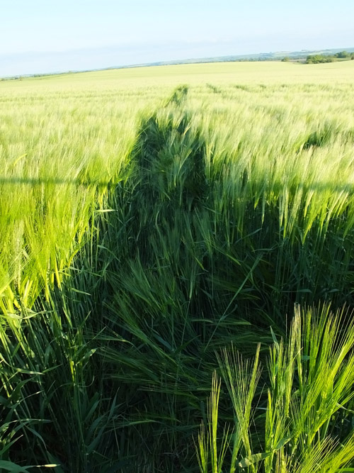 Stanton St Bernard, Wiltshire crop circle, aerial photo 18