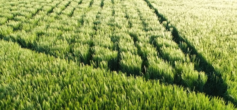 Stanton St Bernard, Wiltshire crop circle, aerial photo 15