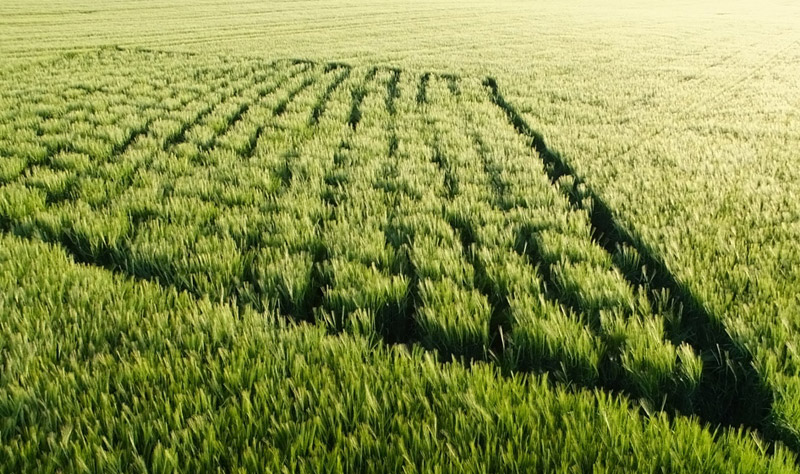 Stanton St Bernard, Wiltshire crop circle, aerial photo 14