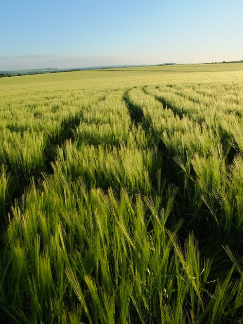 Stanton St Bernard, Wiltshire crop circle, aerial photo 19