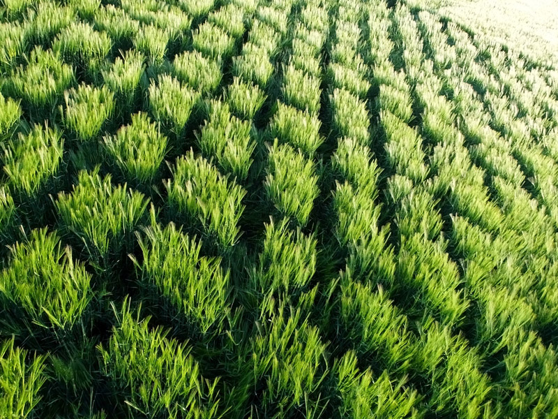 Stanton St Bernard, Wiltshire crop circle, aerial photo 16