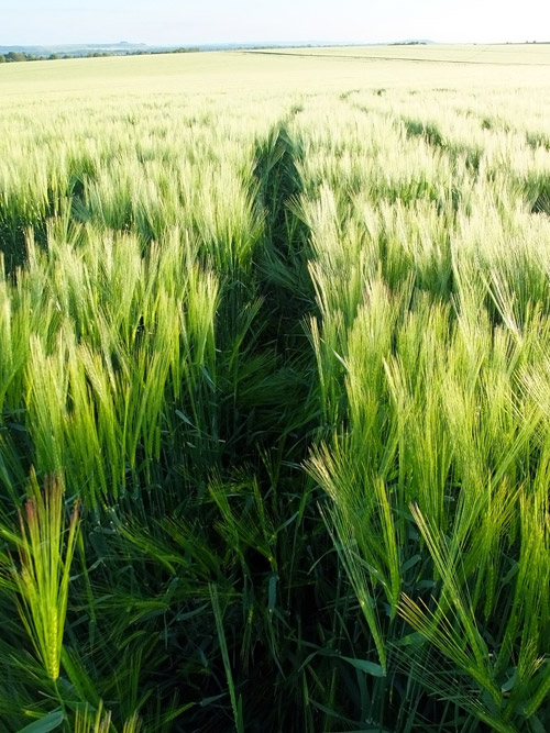Stanton St Bernard, Wiltshire crop circle, aerial photo 20