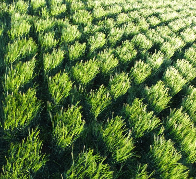Stanton St Bernard, Wiltshire crop circle, aerial photo 17