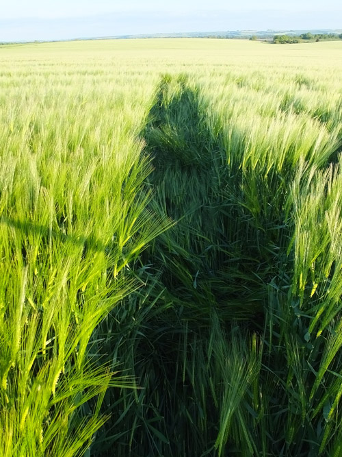 Stanton St Bernard, Wiltshire crop circle, aerial photo 21