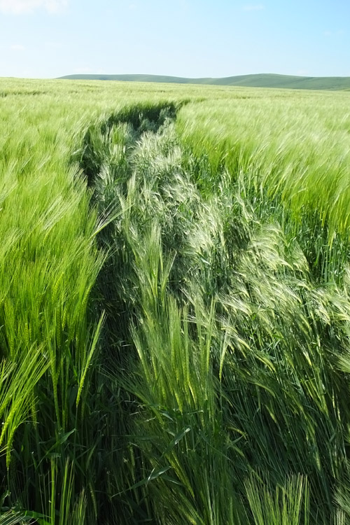Stanton St Bernard (2), Wiltshire crop circle, aerial photo 68