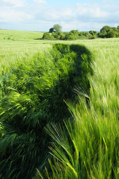 Stanton St Bernard (2), Wiltshire crop circle, aerial photo 67