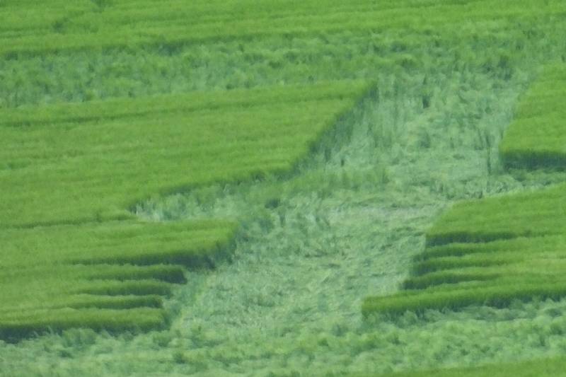 Stanton St Bernard (2), Wiltshire crop circle, aerial photo 53