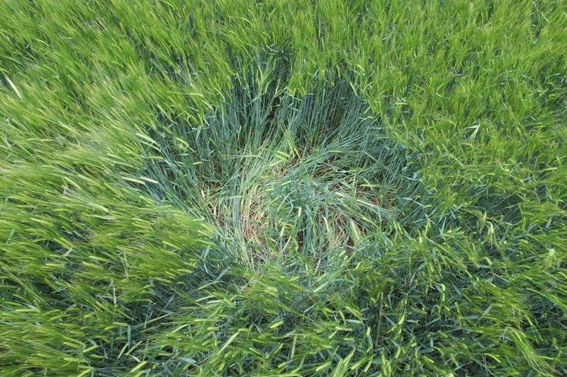 Stanton St Bernard (2), Wiltshire crop circle, aerial photo 80