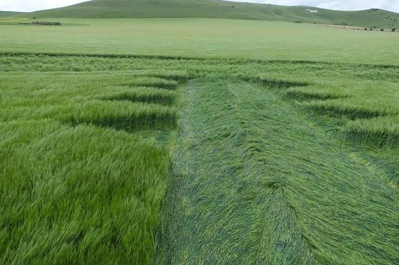 Stanton St Bernard (2), Wiltshire crop circle, aerial photo 78