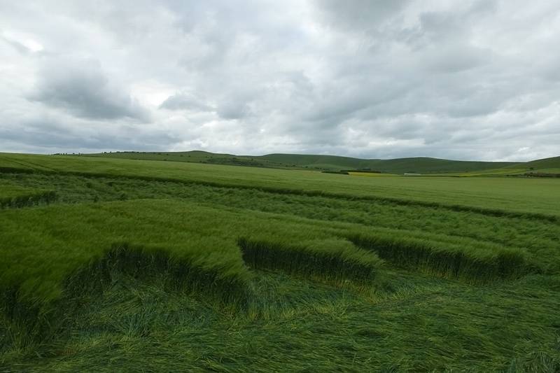 Stanton St Bernard (2), Wiltshire crop circle, aerial photo 77