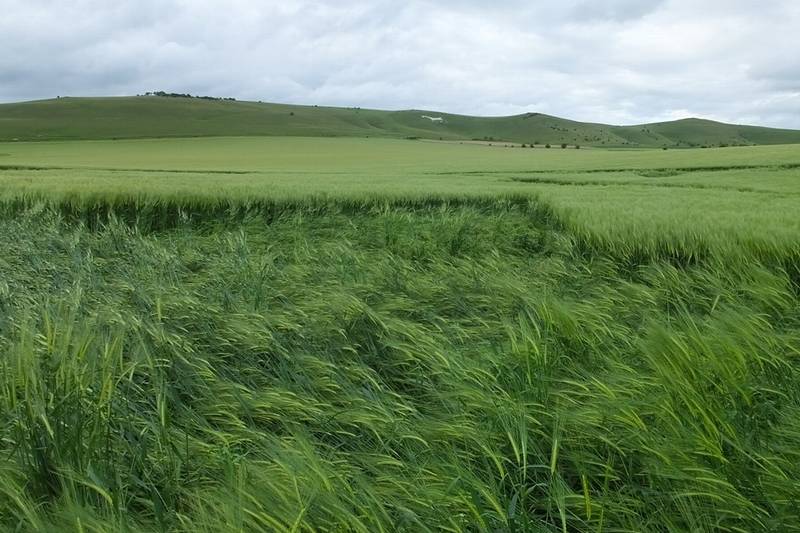 Stanton St Bernard (2), Wiltshire crop circle, aerial photo 72