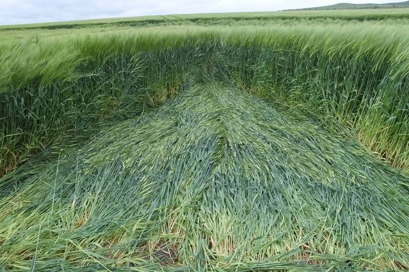 Stanton St Bernard (2), Wiltshire crop circle, aerial photo 70