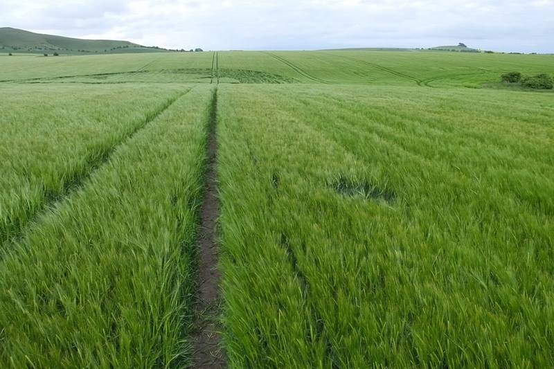 Stanton St Bernard (2), Wiltshire crop circle, aerial photo 81