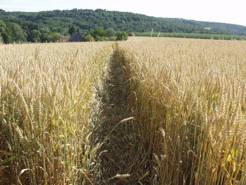 Ustek, Czech Republic crop circle, aerial photo 11