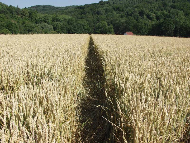 Ustek, Czech Republic crop circle, aerial photo 12
