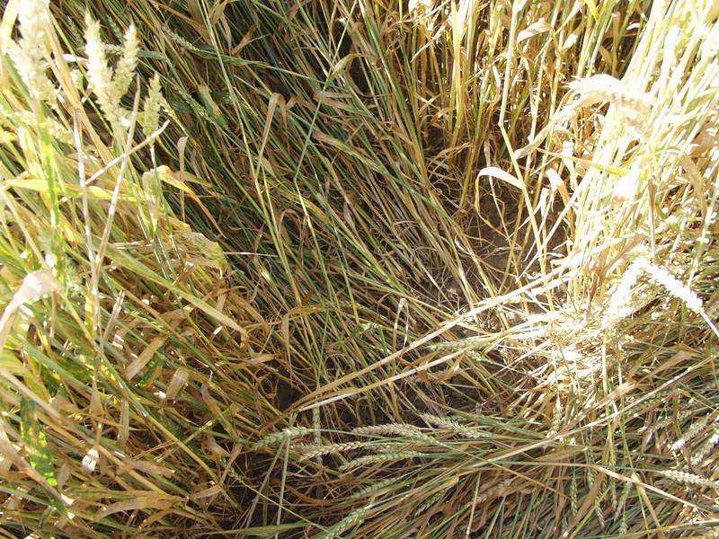 Ustek, Czech Republic crop circle, aerial photo 13
