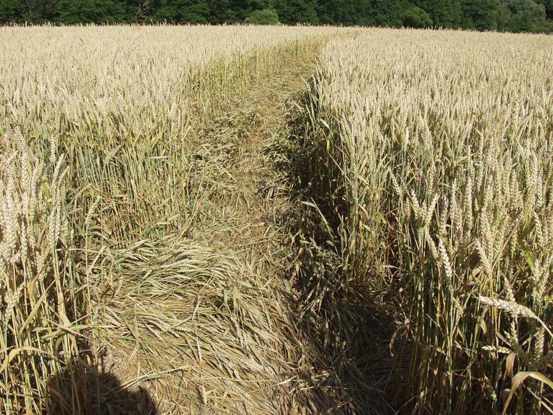 Ustek, Czech Republic crop circle, aerial photo 15
