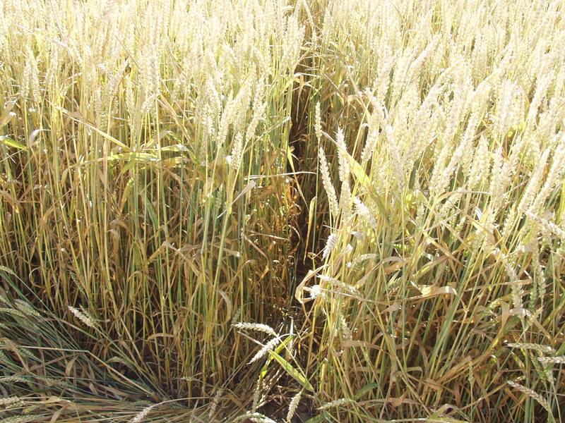 Ustek, Czech Republic crop circle, aerial photo 17