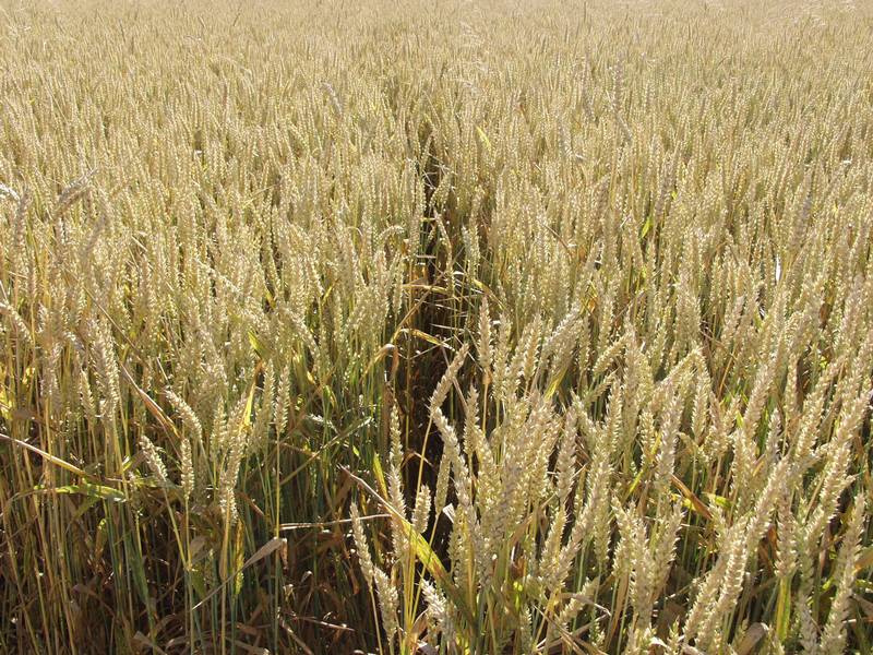Ustek, Czech Republic crop circle, aerial photo 18