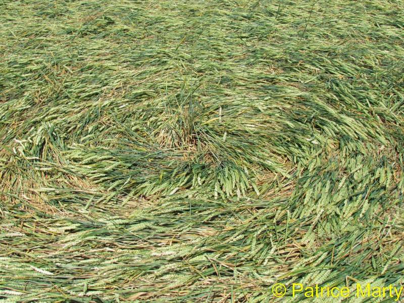 All Cannings, Wiltshire crop circle, aerial photo 32