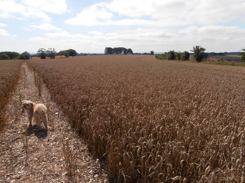 Ashmore, Dorset crop circle, aerial photo 13