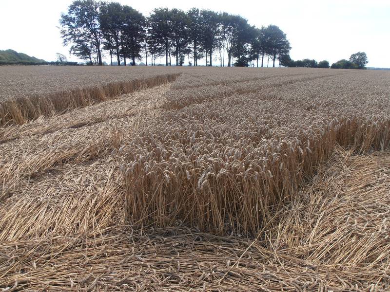 Ashmore, Dorset crop circle, aerial photo 12