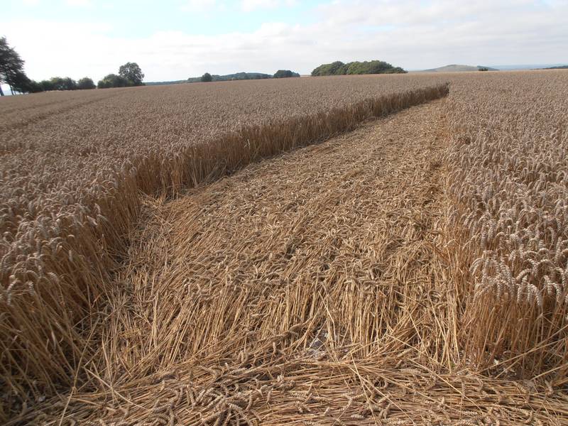 Ashmore, Dorset crop circle, aerial photo 11