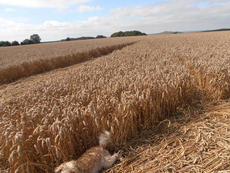 Ashmore, Dorset crop circle, aerial photo 10