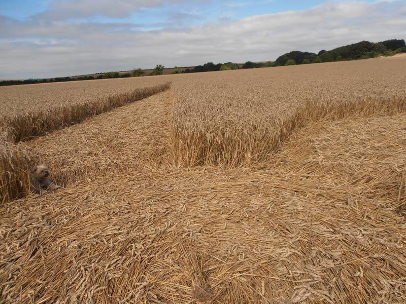 Ashmore, Dorset crop circle, aerial photo 9