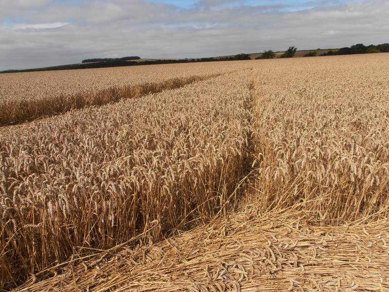 Ashmore, Dorset crop circle, aerial photo 8