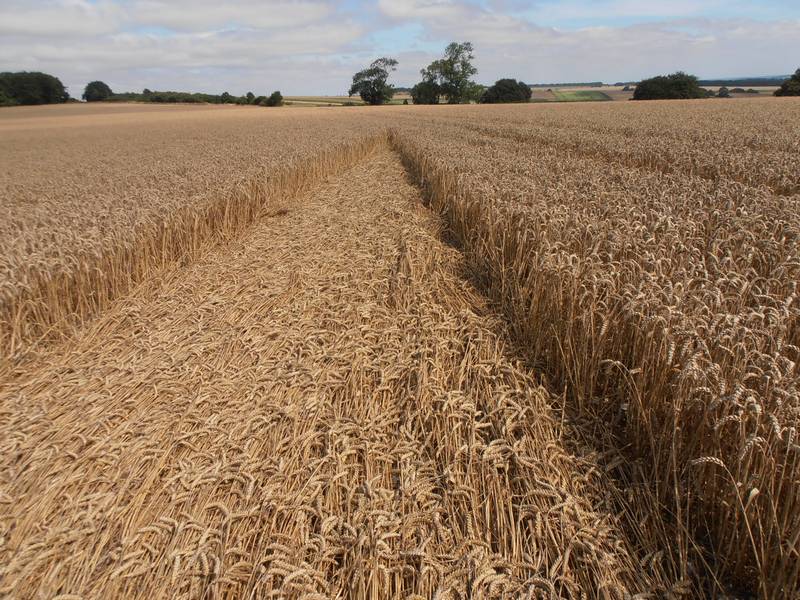 Ashmore, Dorset crop circle, aerial photo 7