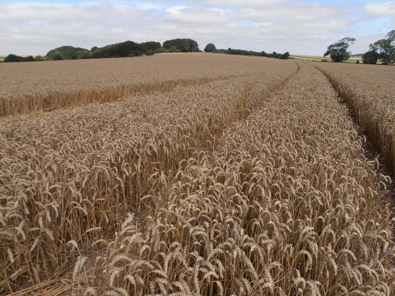 Ashmore, Dorset crop circle, aerial photo 15