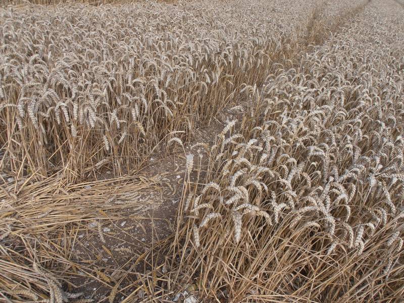 Ashmore, Dorset crop circle, aerial photo 24