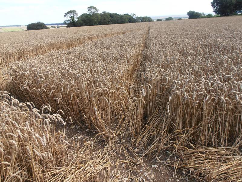 Ashmore, Dorset crop circle, aerial photo 22