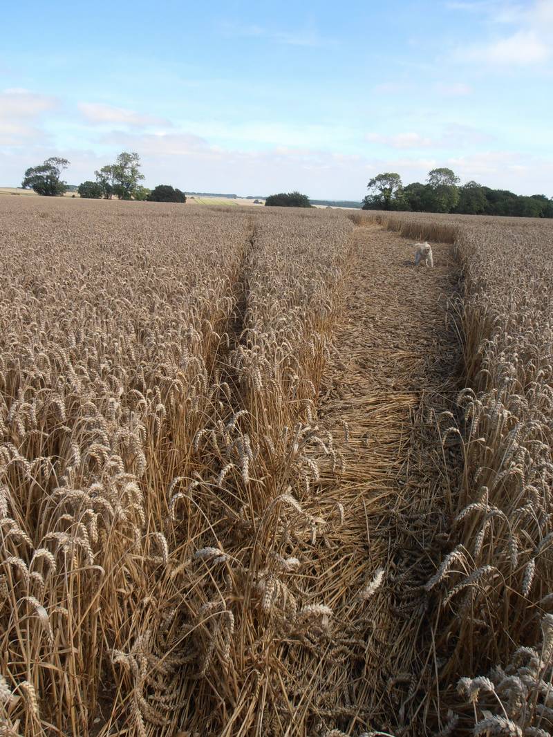 Ashmore, Dorset crop circle, aerial photo 20