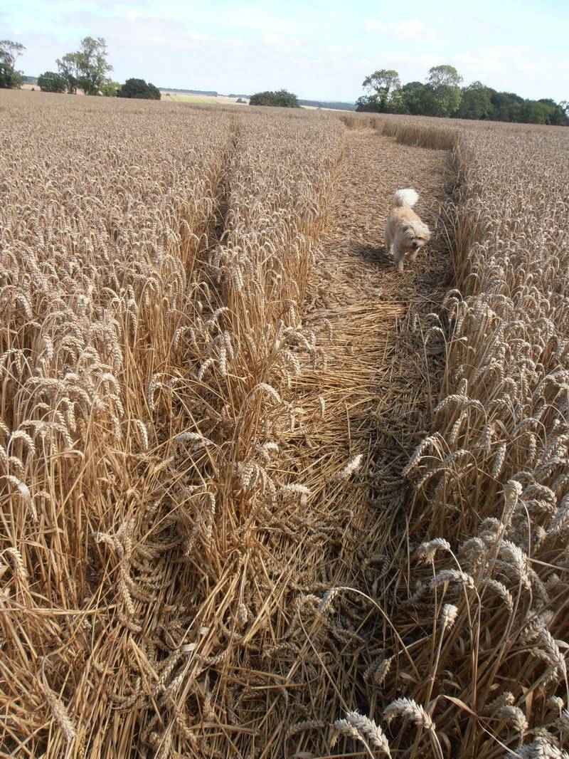 Ashmore, Dorset crop circle, aerial photo 19