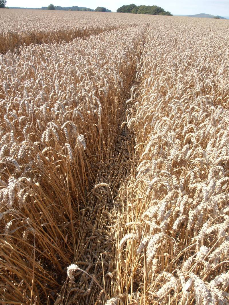 Ashmore, Dorset crop circle, aerial photo 33