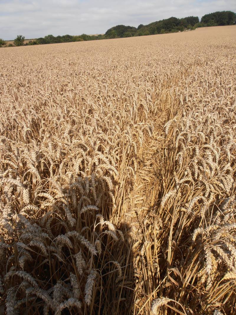 Ashmore, Dorset crop circle, aerial photo 32